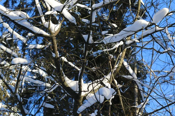 Větve Stromů Pokryté Sněhem Slunečný Den Zima — Stock fotografie