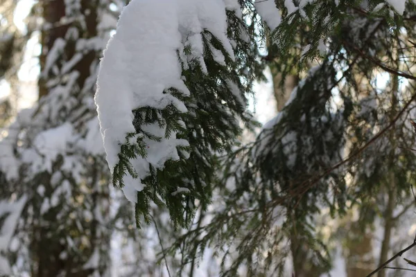 Větve Vánočních Stromků Pokryté Sněhem Slunečný Den Zima — Stock fotografie