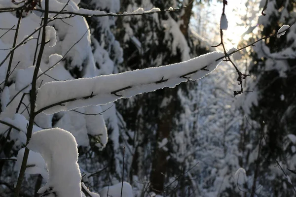 Гілки Дерев Покриті Снігом Сонячний День Зима — стокове фото