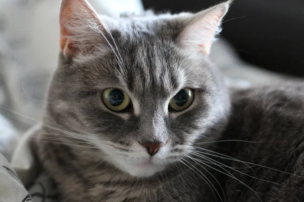 Mischling Graue Britische Katze Portrait — Stockfoto