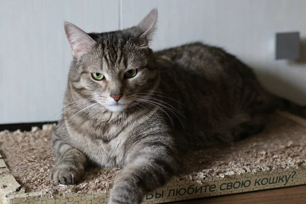 Braun Gestreifte Katze Hause — Stockfoto