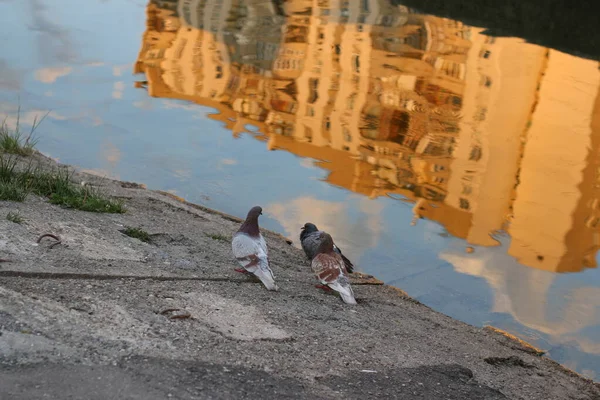 近水的鸽子 — 图库照片