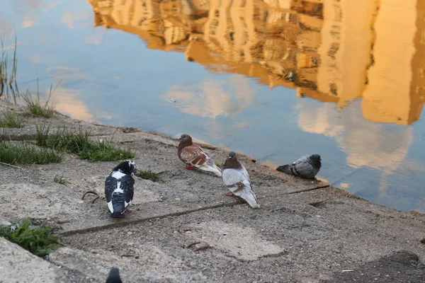 Des Pigeons Assis Bord Eau Été — Photo