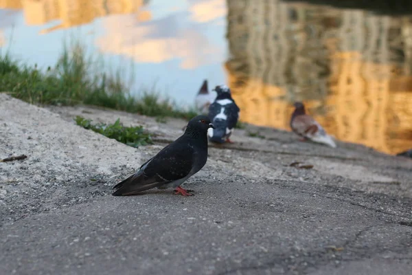 Pigeons Près Eau — Photo