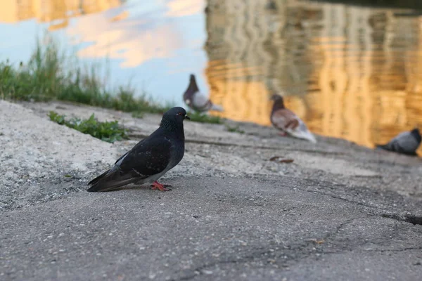 Pigeons Près Eau — Photo