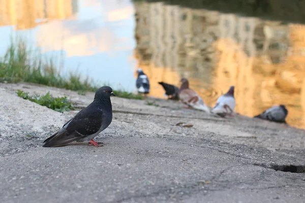 Des Pigeons Assis Bord Eau Été — Photo