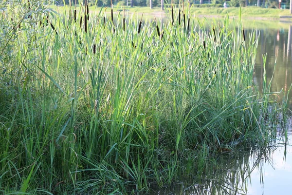 Reeds Lake Summer — Stock Photo, Image