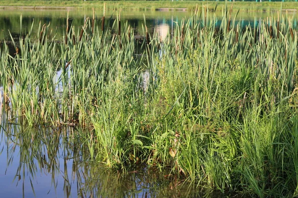 Reeds Water Summer — Stock Photo, Image