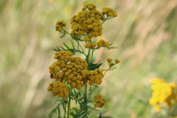 Tansy Makro Fotografii Lecie Terenie — Zdjęcie stockowe