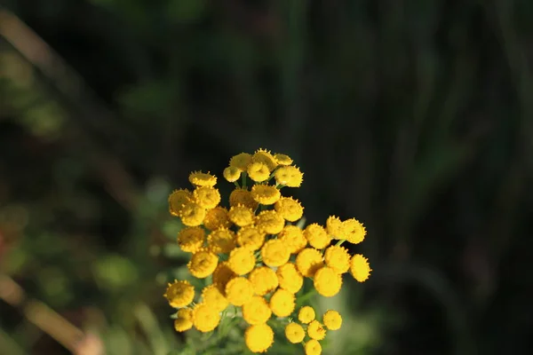 Fotografering Sommaren Fält Tansy Makrofotografi — Stockfoto