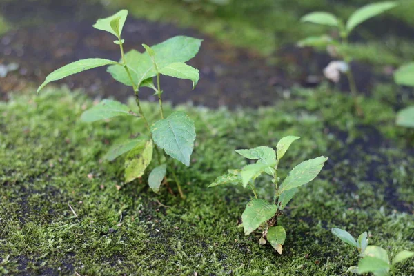 Plantas Melamost Verano — Foto de Stock