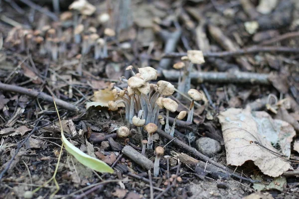 Sgabelli Che Crescono Nella Foresta Estate — Foto Stock