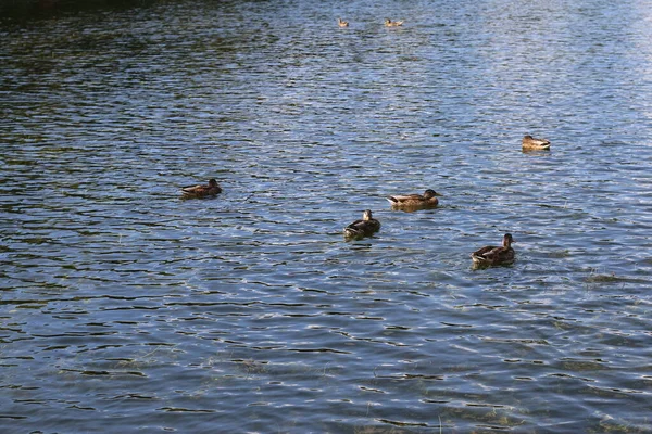 Enten Schwimmen Auf Dem Wasser — Stockfoto