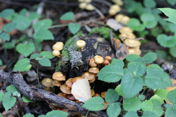 Group Brown Toadstools Forest — Stock Photo, Image