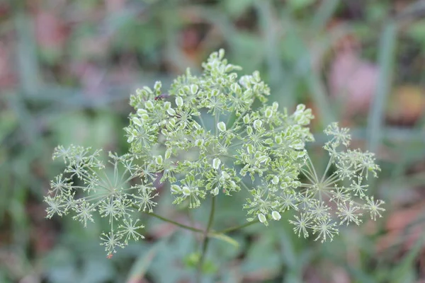 Zanahoria Silvestre Verano Campo — Foto de Stock