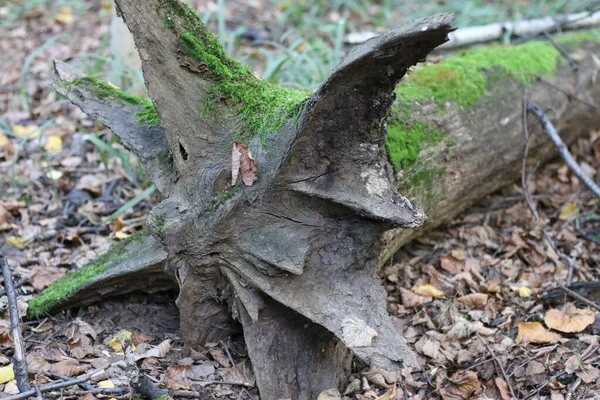 Albero Caduto Coperto Muschio — Foto Stock