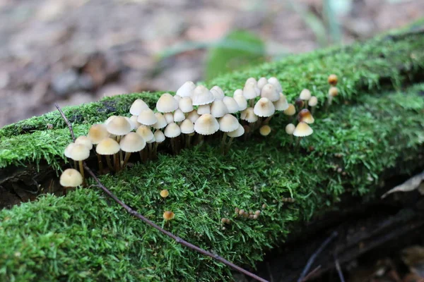 Lot Poisonous Mushrooms Growing Moss — Stock Photo, Image