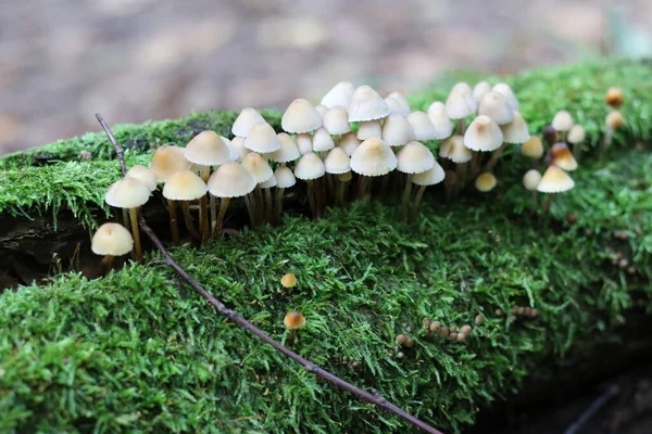 Beaucoup Champignons Toxiques Poussant Sur Mousse — Photo