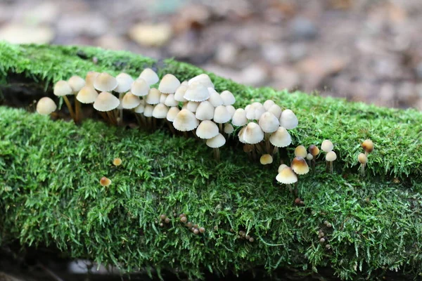 Groupe Champignons Toxiques Poussant Sur Mousse — Photo