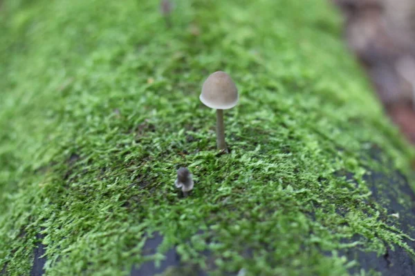 Paddestoel Groeit Het Bos Mos — Stockfoto