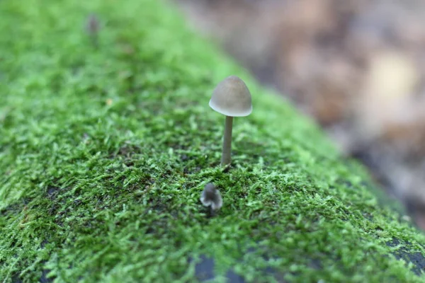 在苔藓上的森林里生长着毒菌 — 图库照片