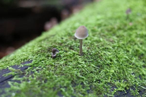 Heces Sapo Creciendo Sobre Musgo — Foto de Stock