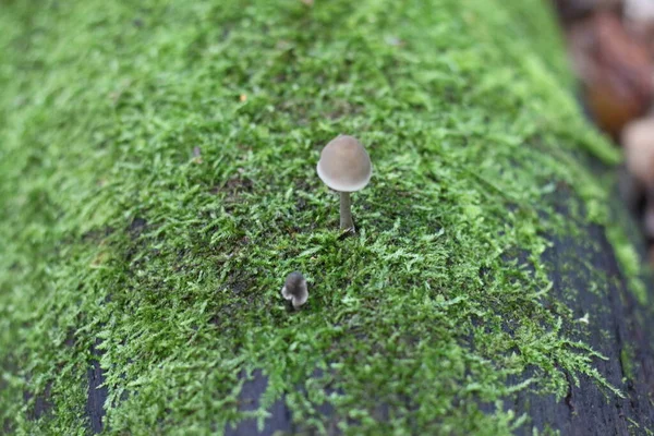 Een Paddenstoel Die Groeit Mos Het Bos — Stockfoto