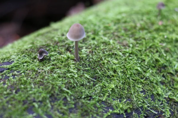 Heces Sapo Creciendo Sobre Musgo — Foto de Stock