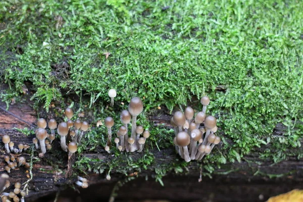Group Toadstools Growing Moss — Stock Photo, Image