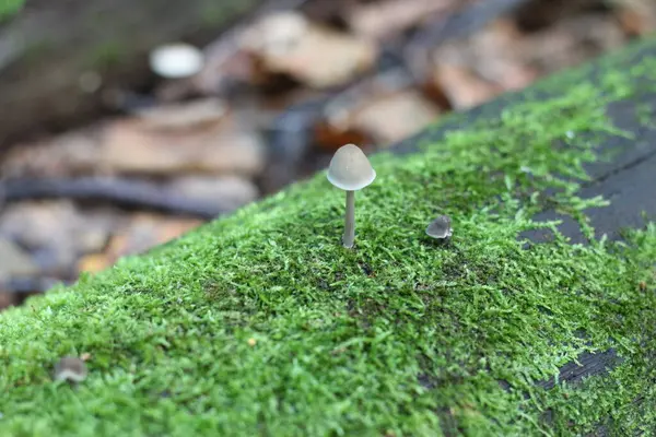 Een Paddenstoel Die Groeit Mos Het Bos — Stockfoto