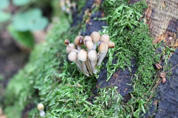 Groupe Champignons Agariques Miel Forestier Poussant Sur Tronc Arbre Pourri — Photo