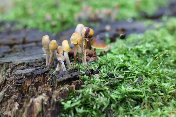 Grupo Cogumelos Agáricos Mel Florestal Que Crescem Toco Árvore Podre — Fotografia de Stock