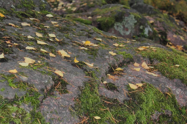 Granite Stones Covered Moss Close Photo Blurry Background — Stock Photo, Image