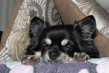 Chihuahua köpeği yastığın altında uyuyor, kafası çıkarılmış.