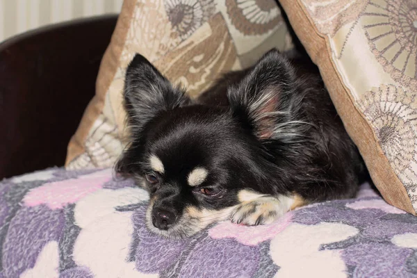 Chihuahua Mit Traurigem Blick Liegt Unter Dem Kopfkissen — Stockfoto