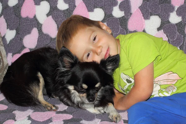 Menino Abraçando Cão Chihuahua Sofá — Fotografia de Stock