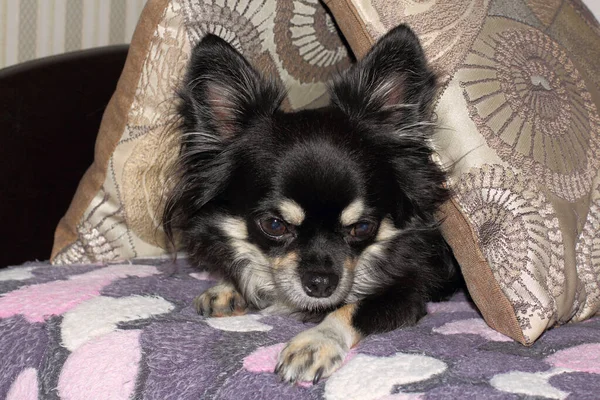 Der Chihuahua Hund Liegt Mit Dem Kopf Unter Dem Kopfkissen — Stockfoto