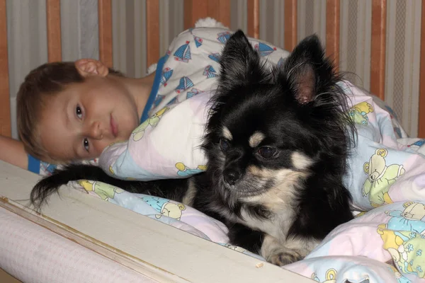 Chihuahua Cão Está Deitado Berço Com Bebê — Fotografia de Stock