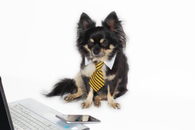 İş köpeği Chihuahua dizüstü bilgisayarda ve cep telefonunda oturuyor.