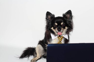 Bilgisayar başında takım elbiseli bir chihuahua köpeği dilini dışarı çıkardı.