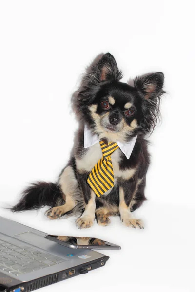 Business Dog Chihuahua Sitting Laptop Mobile Phone — Stock Photo, Image