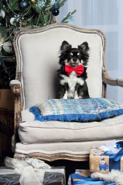 Chihuahua köpeği Noel hediyesi kutularının önünde sandalyede.