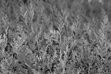 Ardıç ağacı dalları kapanır. Siyah beyaz fotoğraf