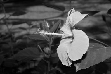 Hibiscus çiçeği yakın plan. Siyah beyaz fotoğraf