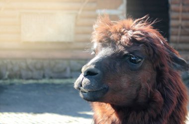Alpaca evcil nasırlı bir hayvandır.