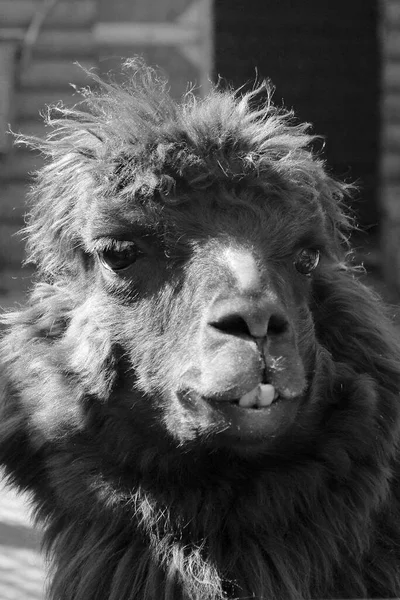 Alpaca Animal Doméstico Calejado — Fotografia de Stock
