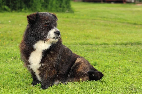 Ein Alter Hund Sitzt Auf Dem Gras Mit Dem Rücken — Stockfoto