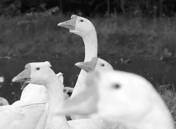 Troupeau Oies Tourna Tête Vers Nourriture — Photo