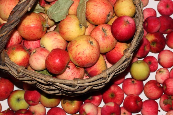 Autumn Harvest Apples Apples Wicker Basket Floor Close Photo Top — Stock Photo, Image