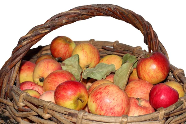 Big Apples Old Wicker Basket Close Photo — Stock Photo, Image